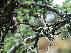 Beschrijving van de afbeelding Wenkbrauwmees-Spinetail - Leptasthenura xenothorax;  Abra Malaga, Cuzco, Peru.jpg.