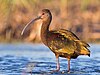 White-faced Ibis by Dan Pancamo.jpg