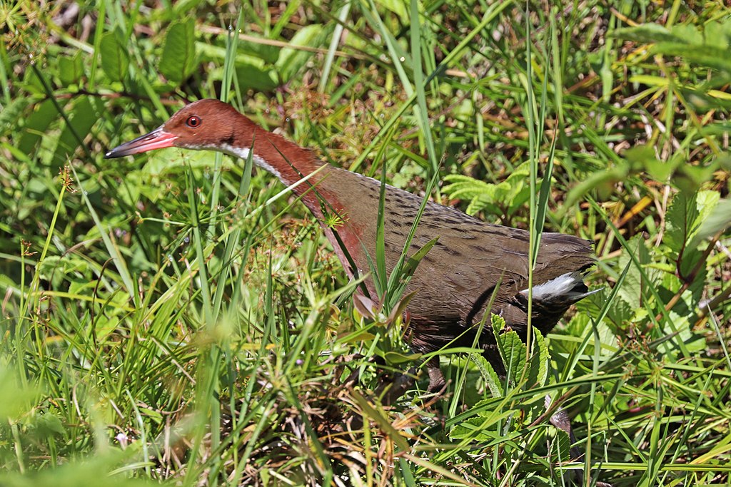 White-throated rail, extinct bird of 136,000 Years Ago is “Back From the Dead”