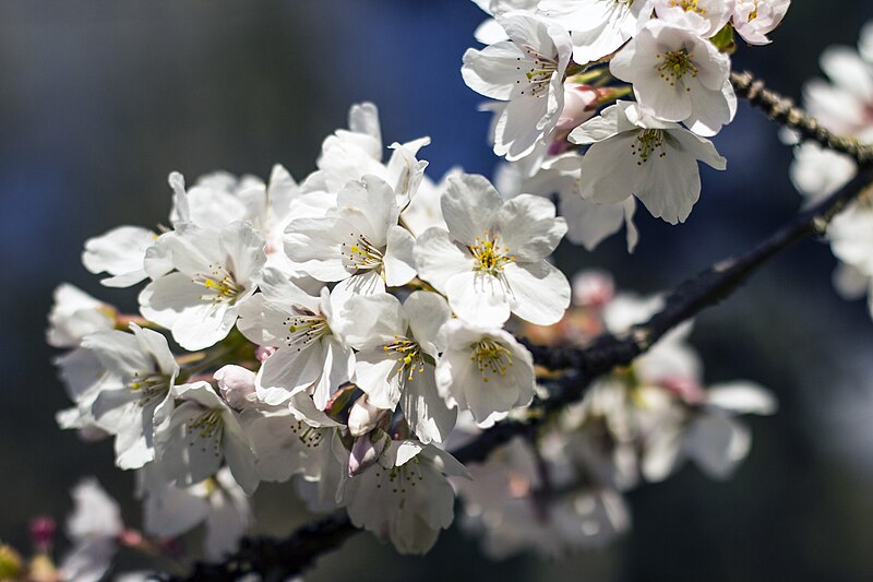 File:White cherry blossoms.jpg