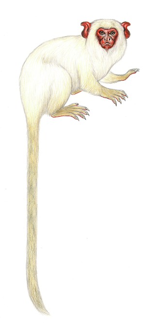 <span class="mw-page-title-main">White marmoset</span> Species of New World monkey