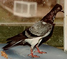 Viennese violet dark stork by Alfred Baldia (photo 1984)