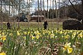 Wild daffodils in Tartumaa last day of April 2022 15.jpg
