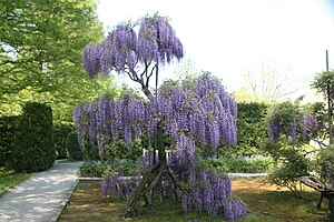 Wisteria floribunda 8zz.jpg