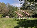 Giraffen und Zebras