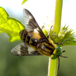 <span class="mw-page-title-main">Tabanoidea</span> Superfamily of flies