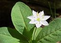 Trientalis europaea 