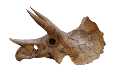 Triceratops prorsus YPM 1822