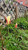 Yellow and red tulip at Morning Glory Garden.jpg