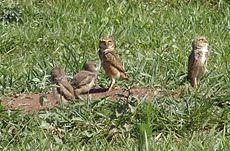 Strigiformes: Carauterístiques, Vezos, Nel folclor