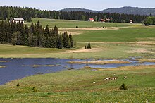 Вышитые елями травянистые просторы, на переднем плане - водоем.