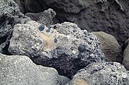 Felsen am Strand von Pissouri