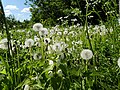 * Nomination Dry dandelions in Velkota estate park, Leningrad Oblast, Russia. --Екатерина Борисова 02:40, 9 June 2024 (UTC) * Promotion  Support Good quality. --Johann Jaritz 03:49, 9 June 2024 (UTC)