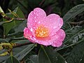貼梗海棠(鐵角海棠) Chaenomeles speciosa -香港花展 Hong Kong Flower Show- (9193447192).jpg
