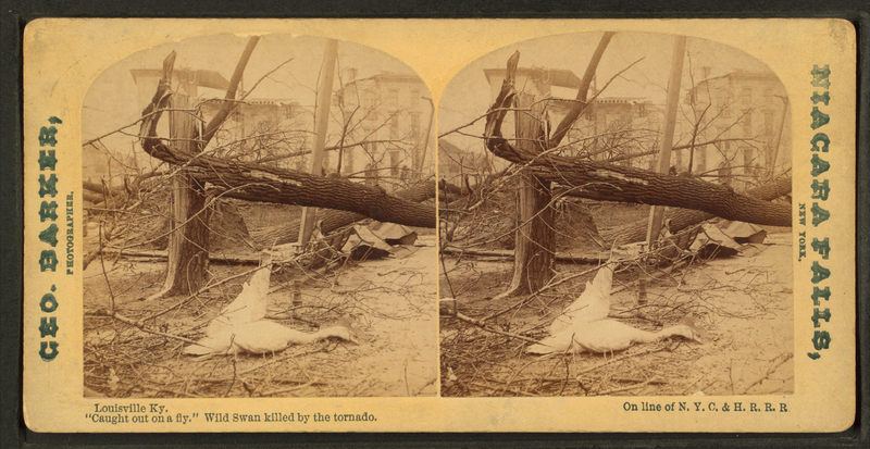 File:"Caught out on a fly." Wild swan killed by the tornado, by Barker, George, 1844-1894.png