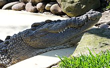 Crocodile at the Featherdale Wildlife Park exhibit