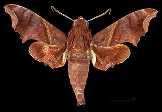 <i>Enyo ocypete</i> Species of moth