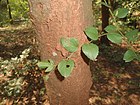 (Ziziphus xylopyrus) tree bark at Kambalakonda.jpg