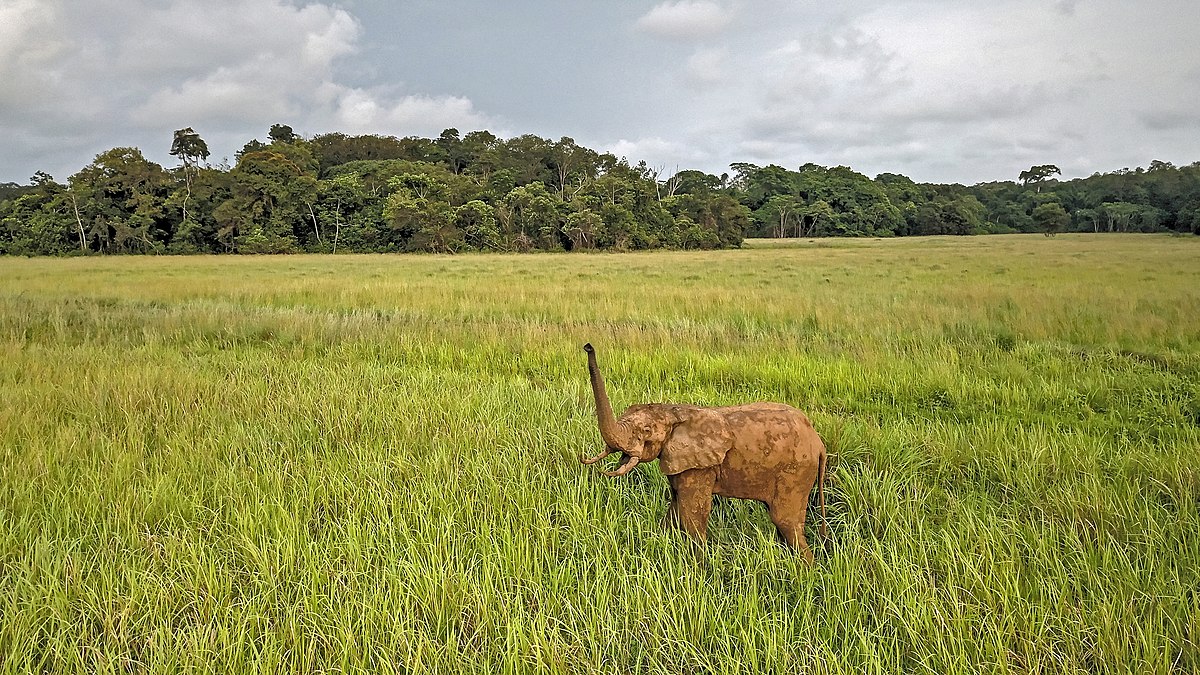 File Elephant Dans La Savane De Nyonie Au Gabon Dji 0084 Cvigna Jpg Wikimedia Commons