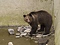 Ведмідь