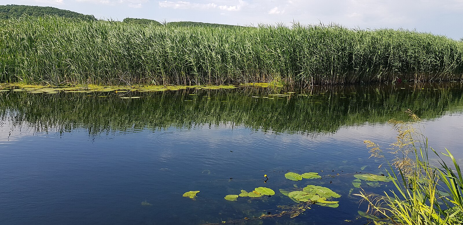 Фото реки потудань