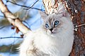 Сибирская кошка, окрас Невская маскарадная (колор-поинт).jpg