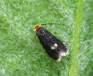 <i>Ectoedemia septembrella</i> Species of moth