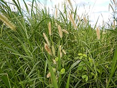 09986jfLandscapes Kans Grass Maronquillo San Rafael Bulacanfvf 10.JPG