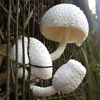 <i>Leucocoprinus cretaceus</i> Species of fungus
