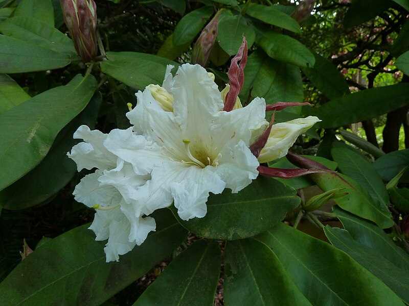 File:20120724 LostLagoon RhododendronAuriculatumWhite Cutler P1280127.jpg