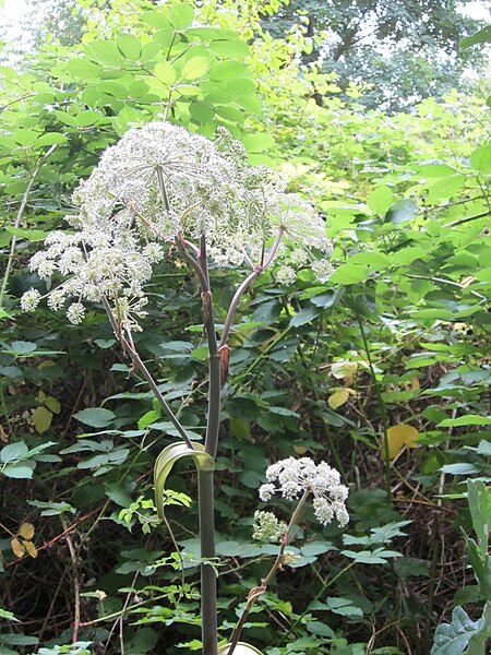 File:20120808Angelica sylvestris1.jpg