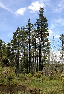 2013-05-10 13 29 55 Atlantic White Cedar près du bord d'une tourbière le long du sentier Mount Misery dans la forêt d'État de Brendan T. Byrne, New Jersey.jpg