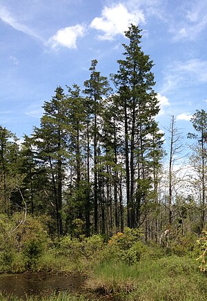 2013-05-10 13 29 55 Atlantic White Cedar near the edge of a bog along the Mount Misery Trail in Brendan T. Byrne State Forest, New Jersey.jpg