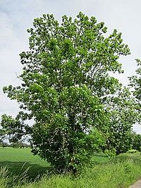 Ash Tree