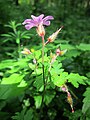 Ruprechtskraut (Geranium robertianum)