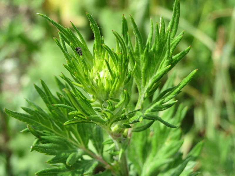 File:20140613Artemisia vulgaris1.jpg