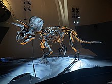 An imposing Triceratops fossil on display, lit by blue and yellow light.