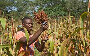 2015.11-435-047ap1 sorghum,harvesting,cutting INERA Res.Stat.Farako-Ba(Bobo-Dioulasso Dpt),BF fri06nov2015-0938h.jpg