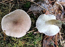 Photographie d'un champignon debout au chapeau gris-brun légèrement écailleux et au centre foncé et d'un autre retourné montrant un pied jaunissant