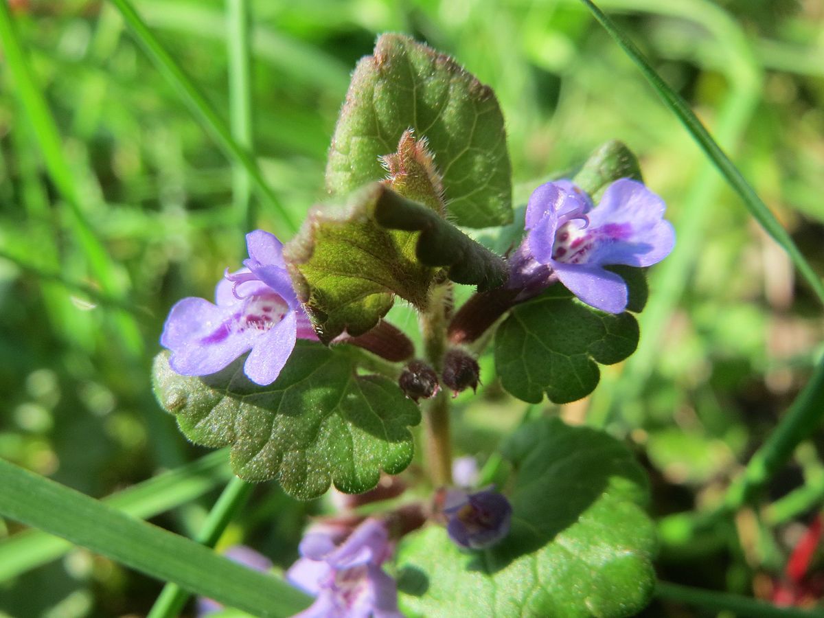 I.hederacea