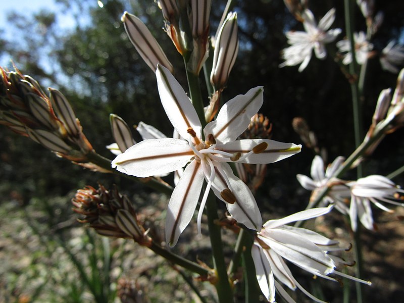 File:2018-02-25 Summer asphodel (Asphodelus aestivus), Paderne (3).JPG