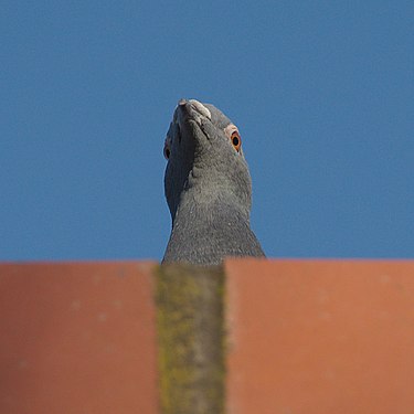 Portrait of a gazing pigeon