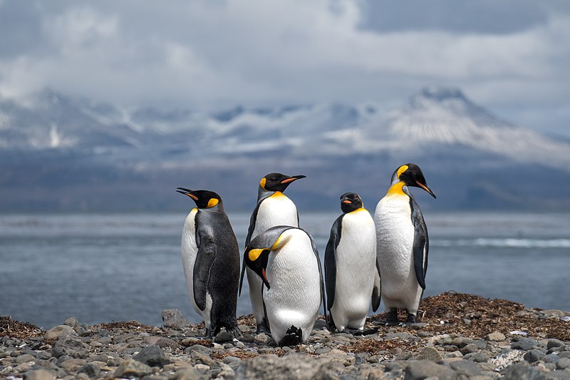 File:2020-11 Kerguelen Islands - King Penguin 11.jpg