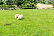 A view of sheep at Cilurnum along Hadrian's Wall in the United Kingdom.