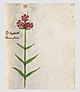226 Auslasser Dianthus carthusianorum.jpg