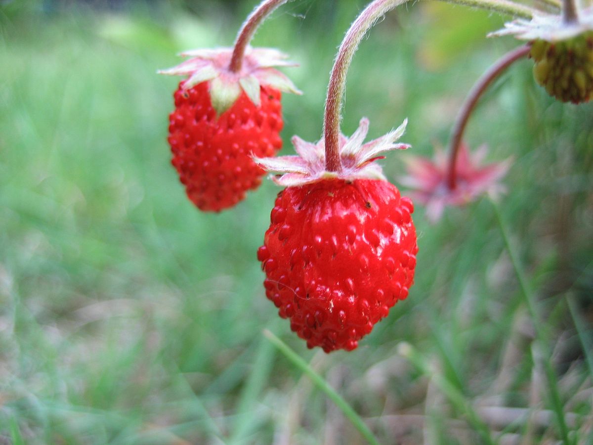 File:Wild strawberries on straw.jpg - Wikimedia Commons