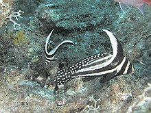 Adult and juvenile spotted drumfish, St. Kitts 3726 aquaimages.jpg