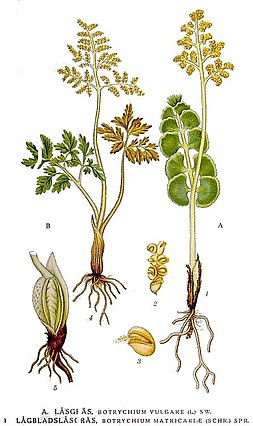 Botrychium: Descrição, Taxonomia, Espécies