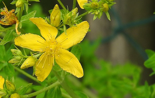 Fünf Blütenblätter einer Johanniskrautblüte