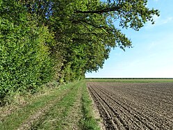 Edge of the woods (Upper Swabia)